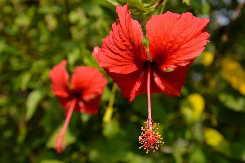 Le Flamboyant Resort Kep Εξωτερικό φωτογραφία
